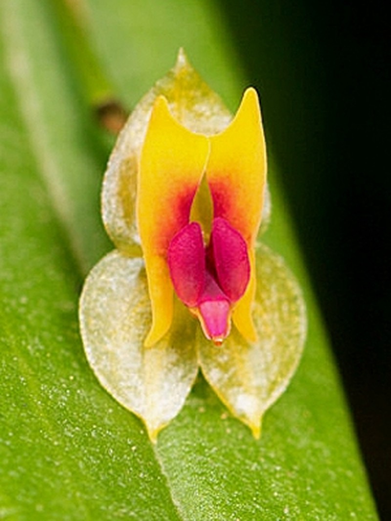 Lepanthes o photo 5