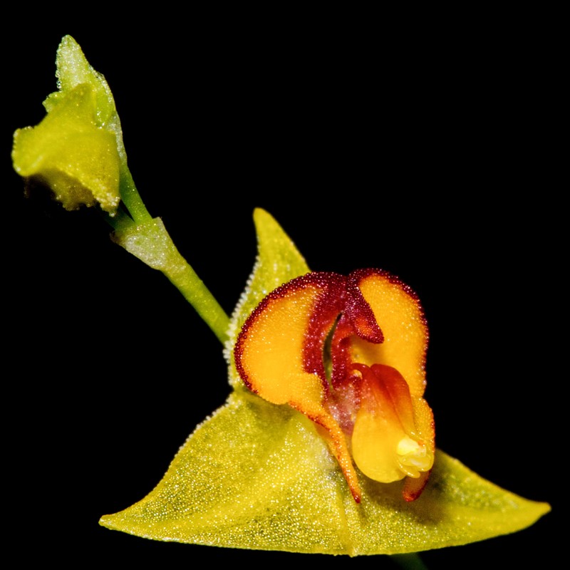 Lepanthes o photo 6
