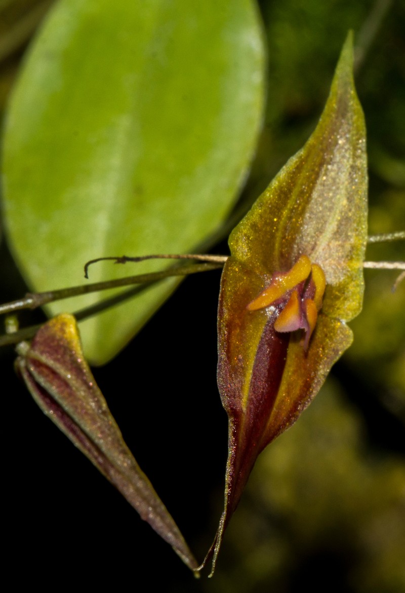 Lepanthes o photo 7