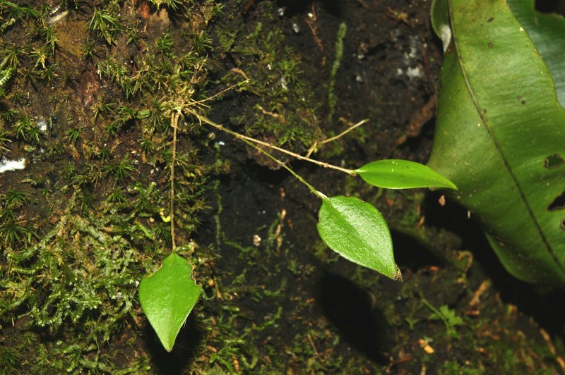 Forest Babyboot Orchid photo 2
