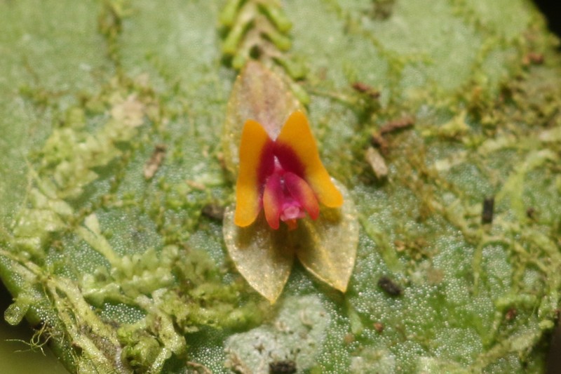 Rock Babyboot Orchid photo 2