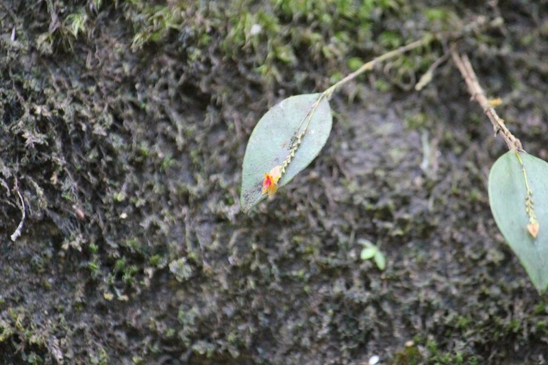 Rock Babyboot Orchid photo 3