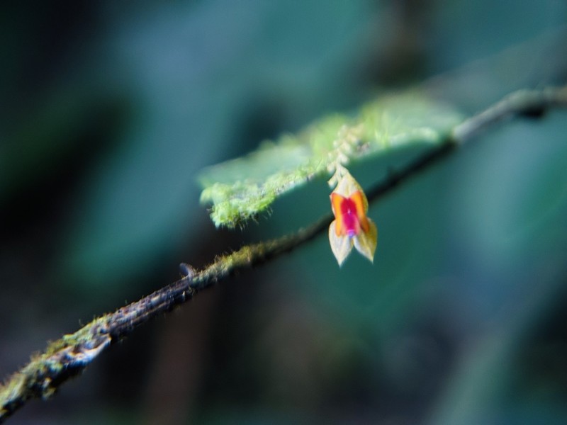 Rock Babyboot Orchid photo 4