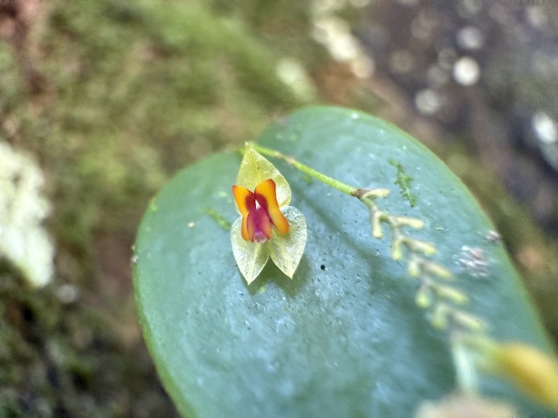 Rock Babyboot Orchid photo 5