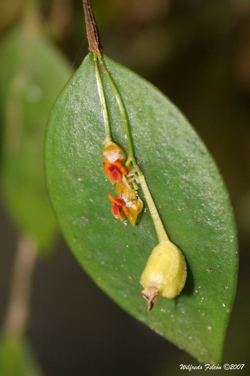 Rock Babyboot Orchid photo 6