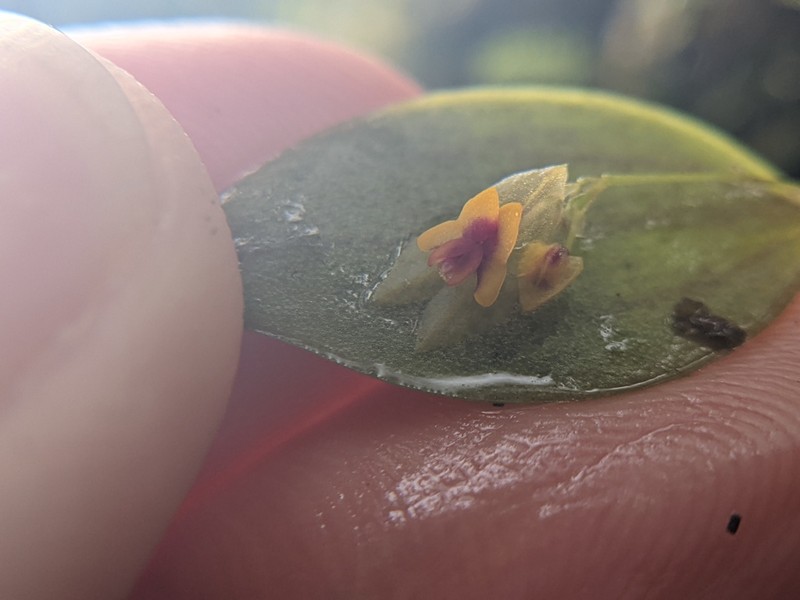 Rock Babyboot Orchid photo 7