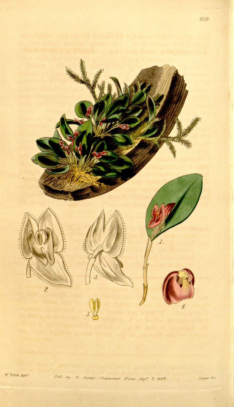 Jamaican Babyboot Orchid