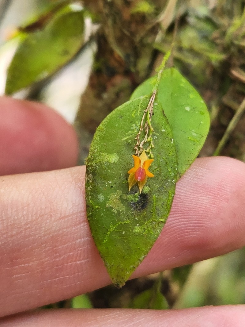 Mountain Babyboot Orchid
