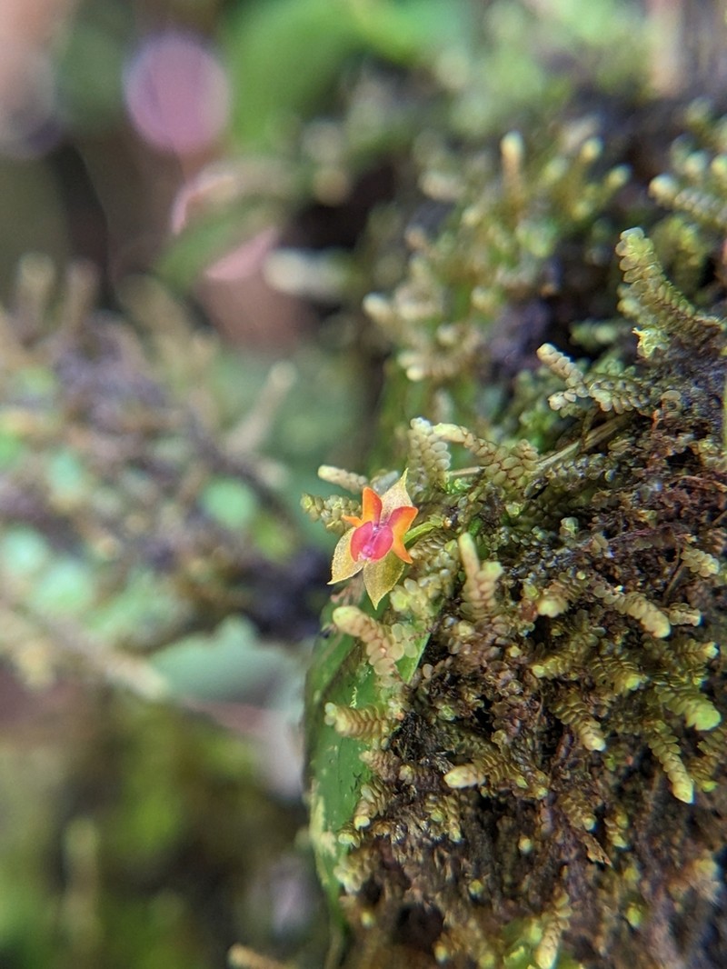 Mountain Babyboot Orchid photo 2