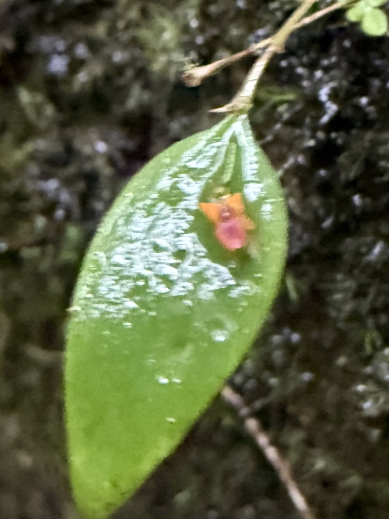 Mountain Babyboot Orchid photo 4