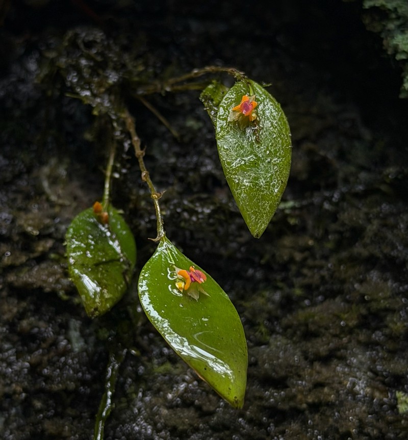 Mountain Babyboot Orchid photo 5
