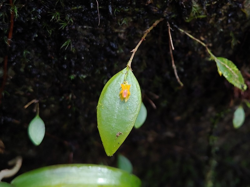 Mountain Babyboot Orchid photo 6