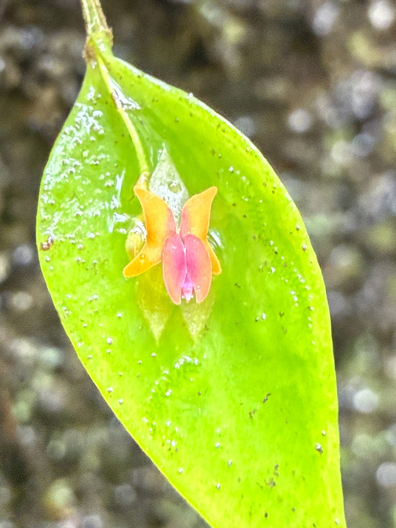 Mountain Babyboot Orchid photo 7