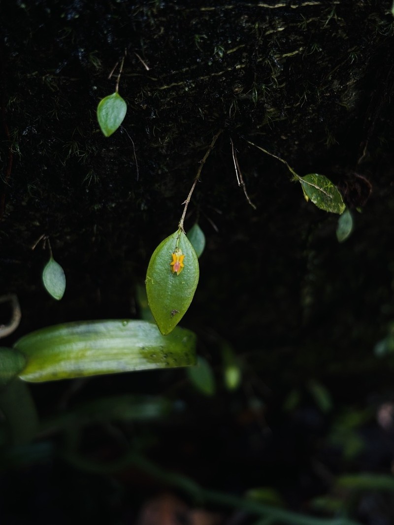 Mountain Babyboot Orchid photo 8
