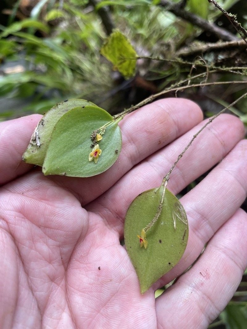 Puerto Rico Babyboot Orchid
