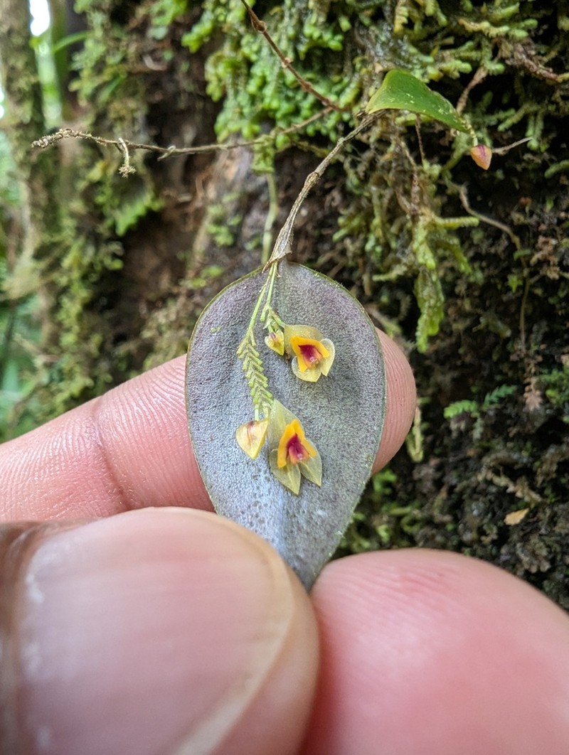 Puerto Rico Babyboot Orchid photo 3
