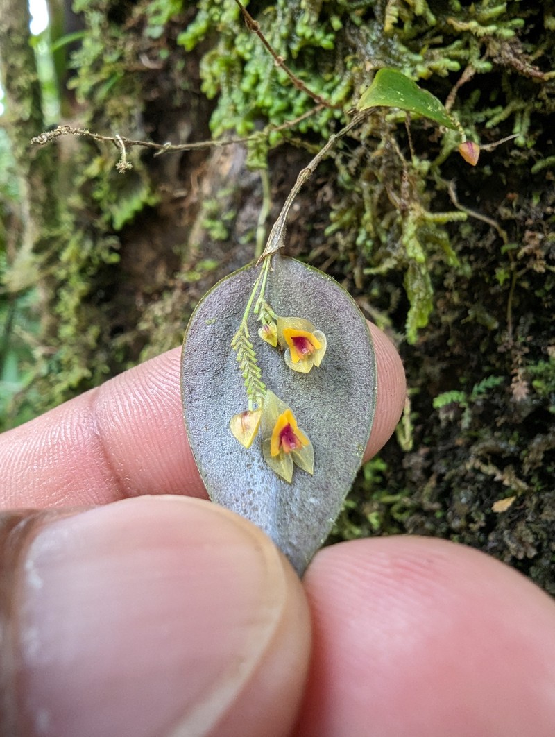 Puerto Rico Babyboot Orchid photo 5