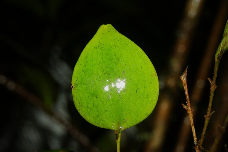 Puerto Rico Babyboot Orchid photo 6