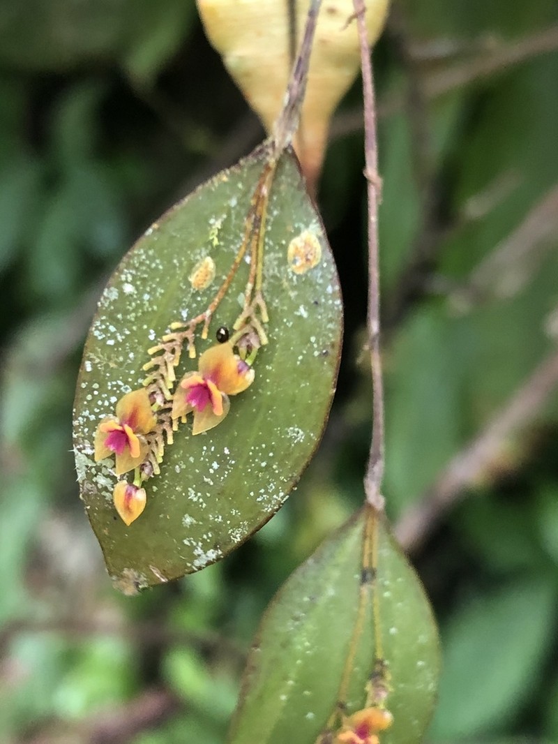 Woodbury's Babyboot Orchid