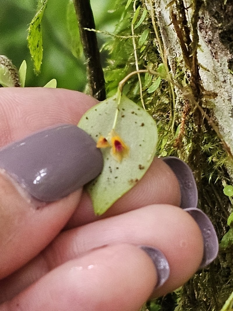 Woodbury's Babyboot Orchid photo 3