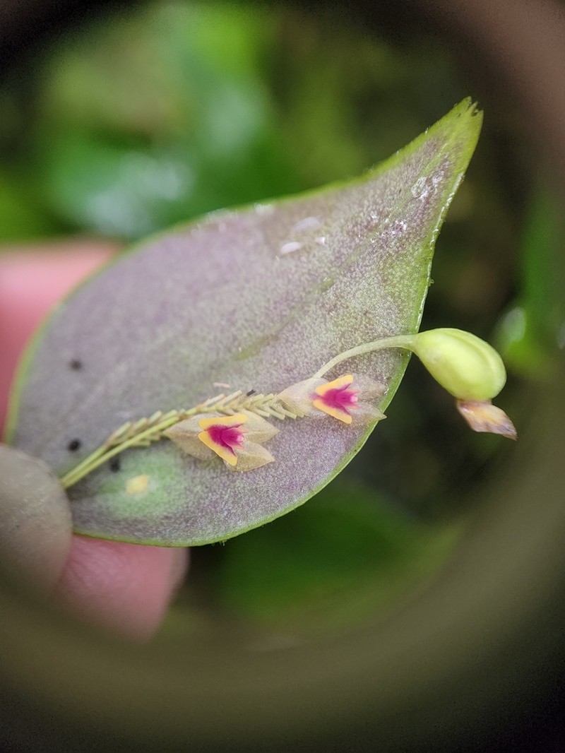Woodbury's Babyboot Orchid photo 4