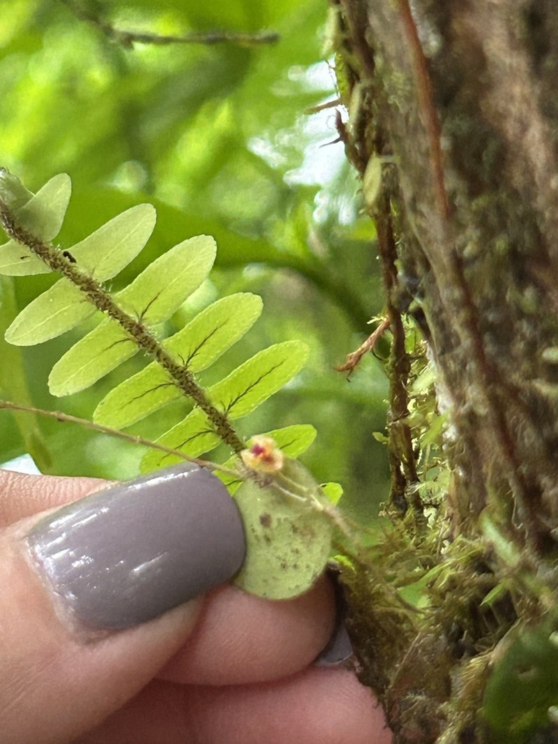 Woodbury's Babyboot Orchid photo 5