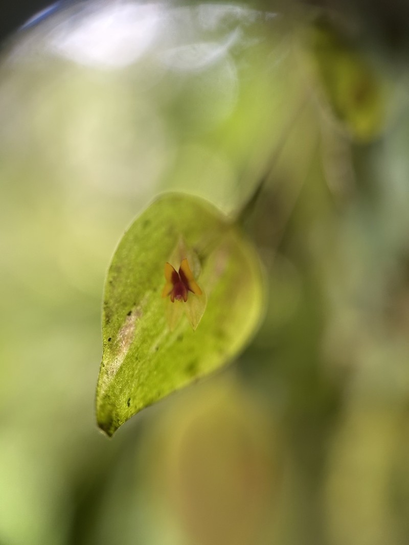 Woodbury's Babyboot Orchid photo 6