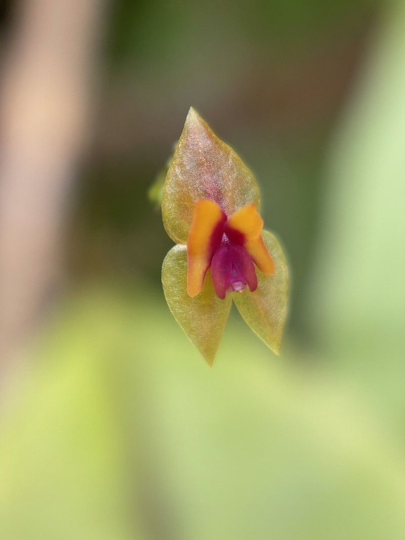 Woodbury's Babyboot Orchid photo 7