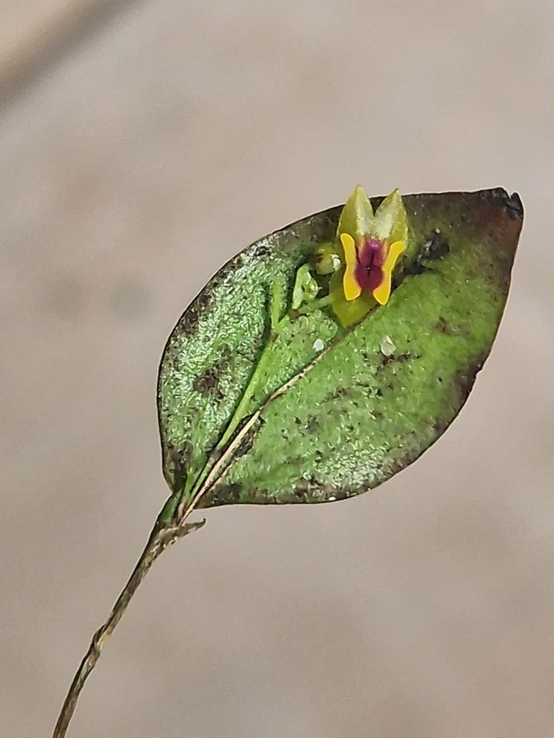 Woodbury's Babyboot Orchid photo 8