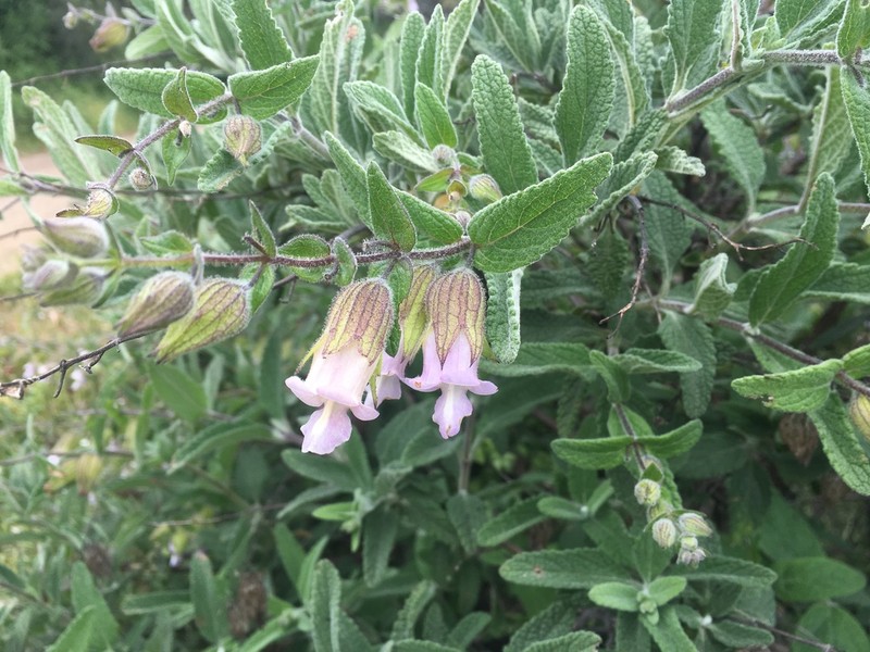 Woodbalm