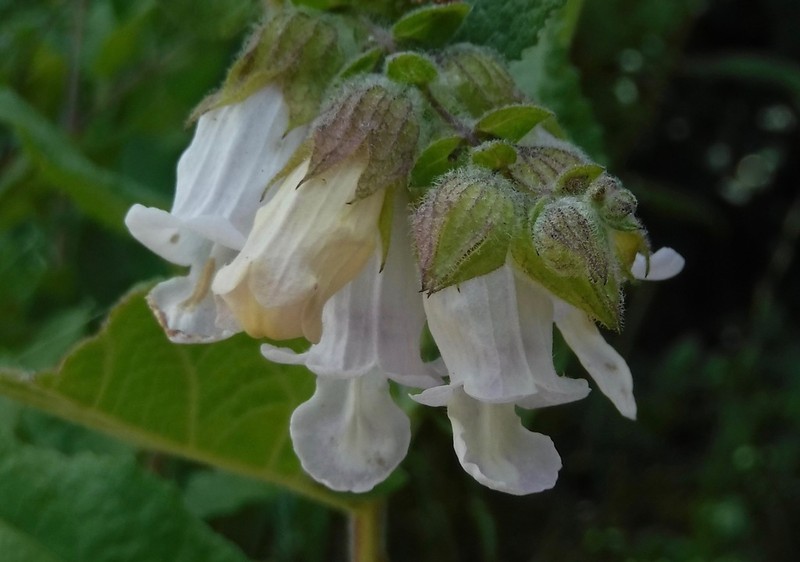 Woodbalm photo 2