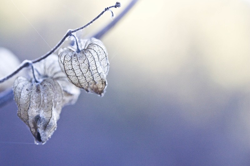 Woodbalm photo 3