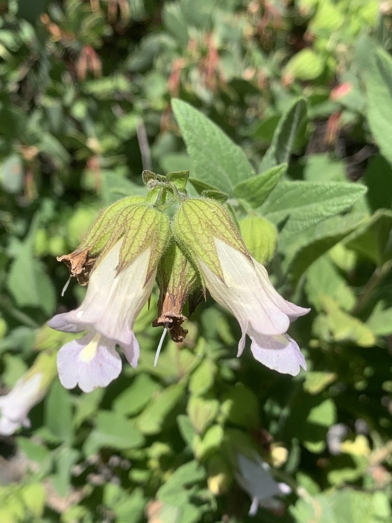Woodbalm photo 4