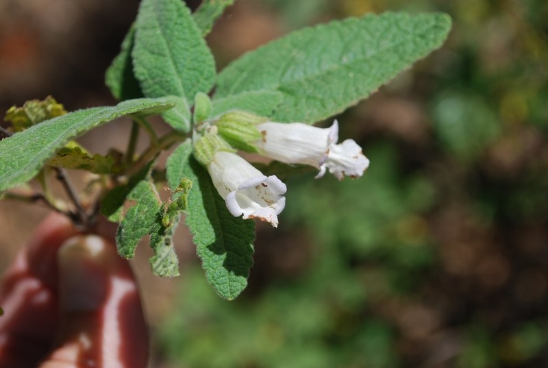 Woodbalm photo 5