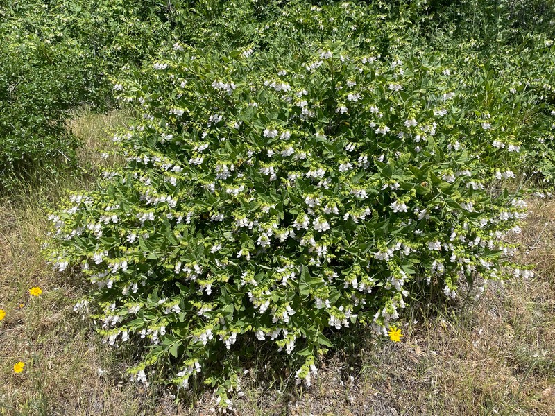 Woodbalm photo 6