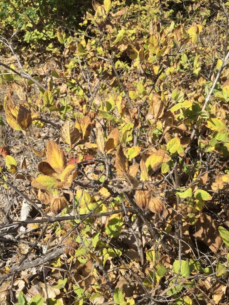 Woodbalm photo 7