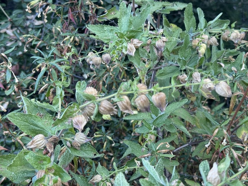 Woodbalm photo 8