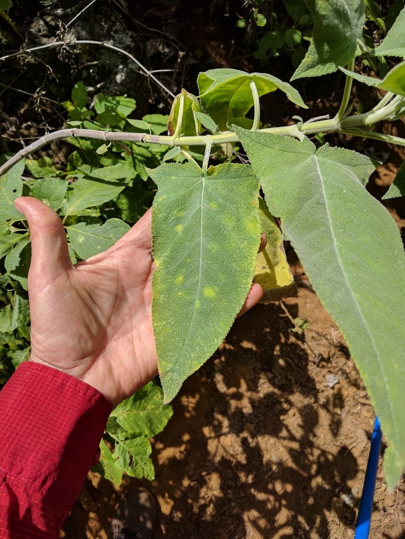 Pakaha photo 3