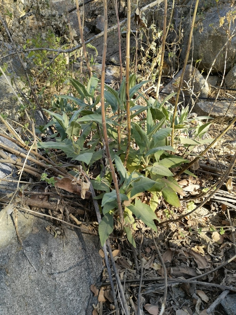 Pakaha photo 4