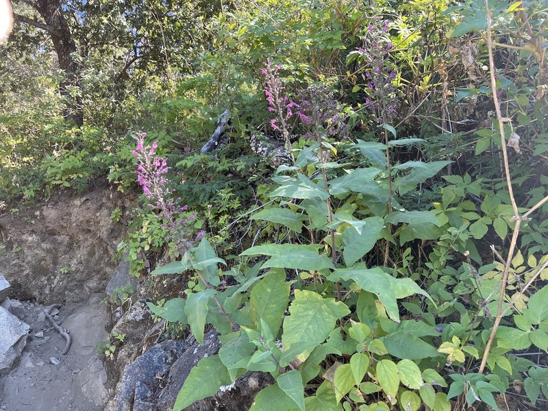 Pakaha photo 8