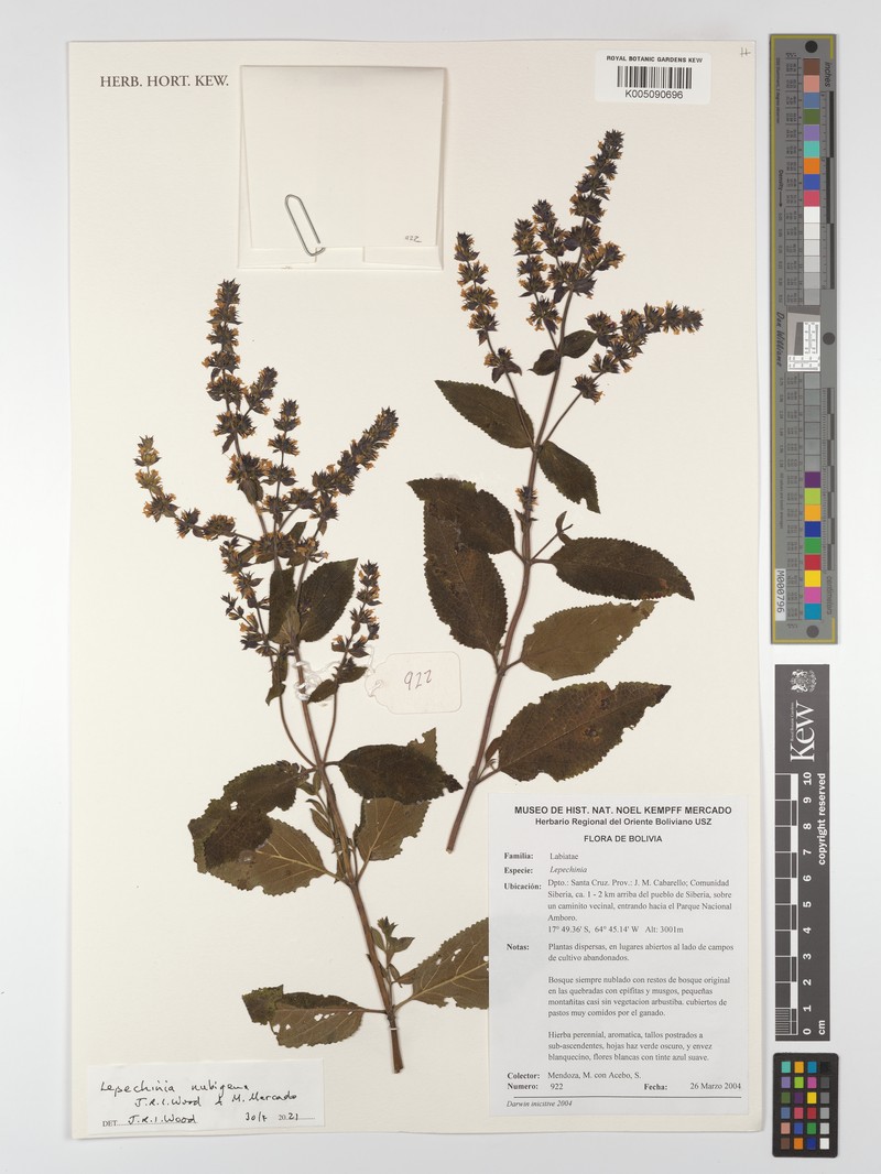 Lepechinia nubigena