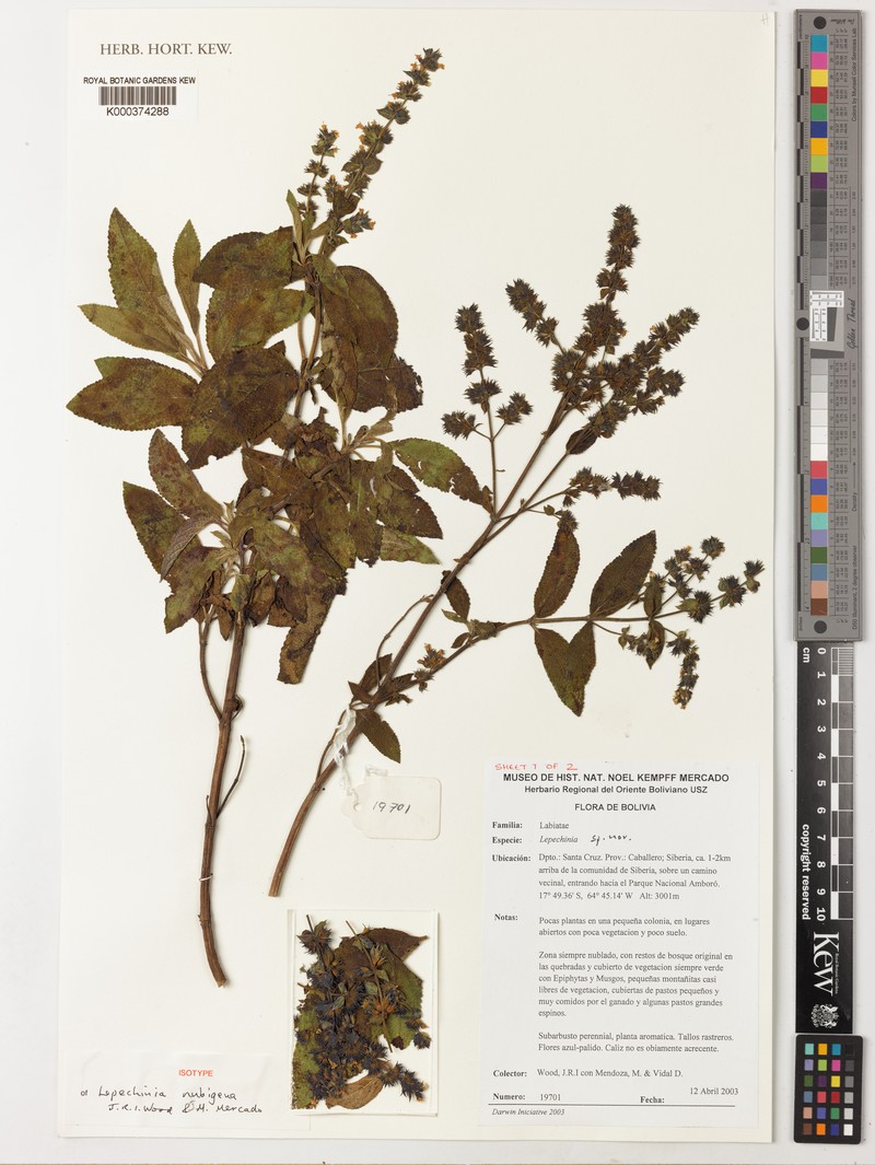 Lepechinia nubigena photo 2
