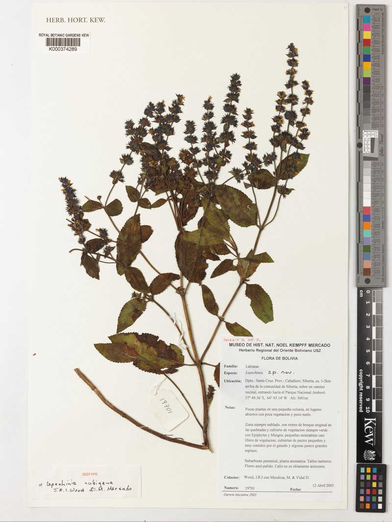Lepechinia nubigena photo 3