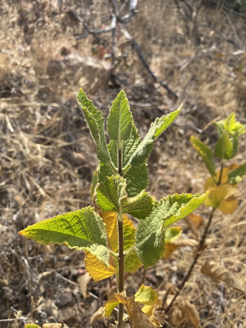 Ross' Pitcher Sage photo 2
