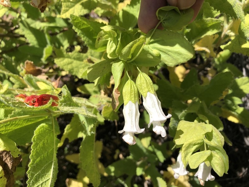 Ross' Pitcher Sage photo 3