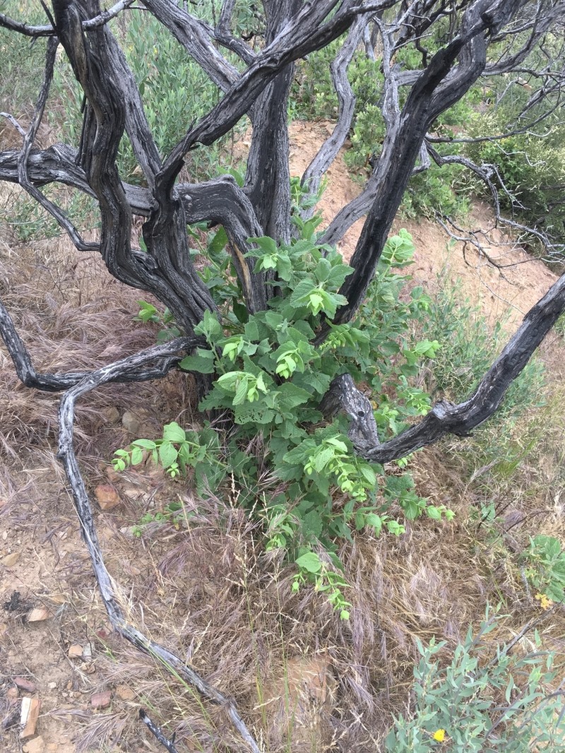 Ross' Pitcher Sage photo 4