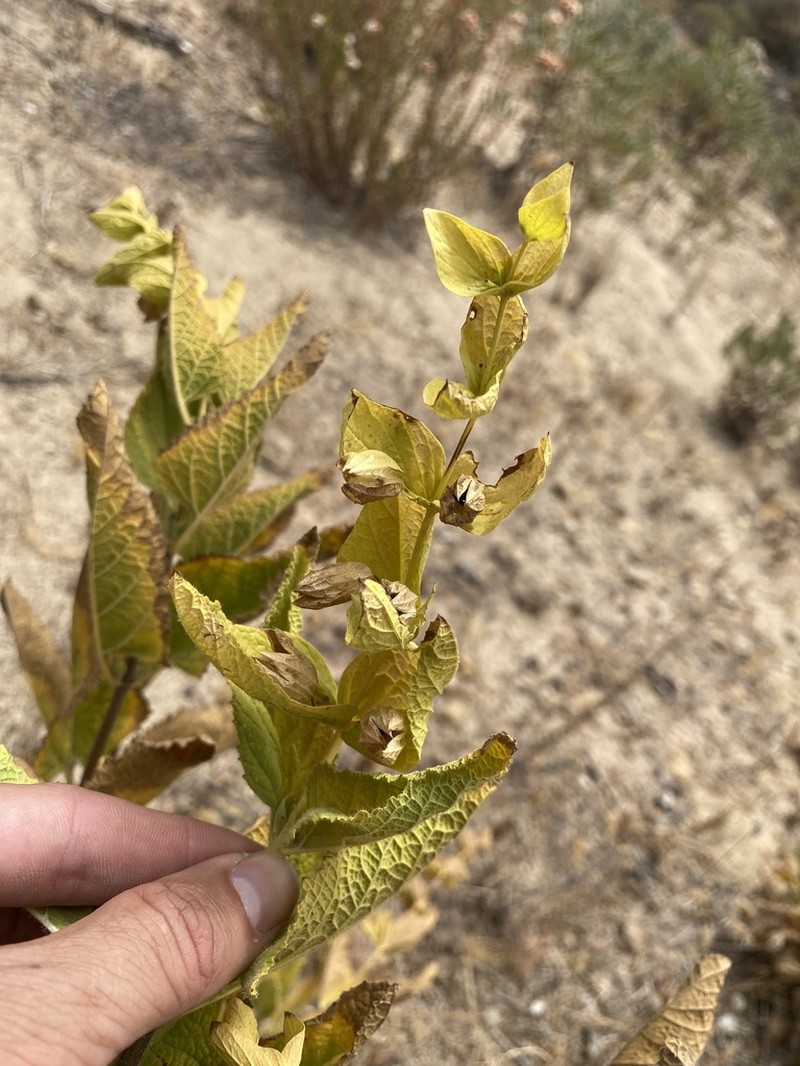 Ross' Pitcher Sage photo 5
