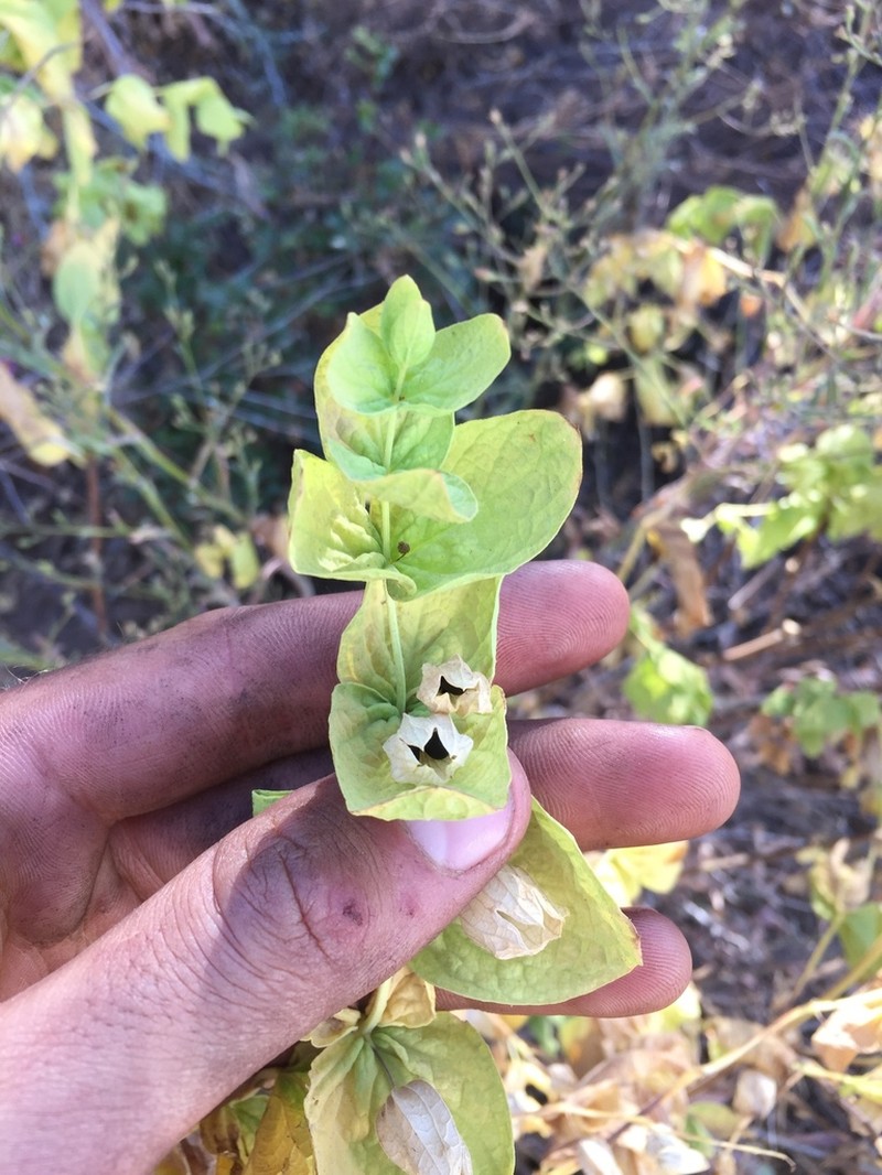 Ross' Pitcher Sage photo 6