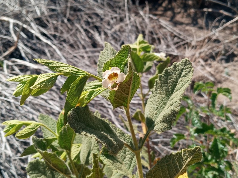 Ross' Pitcher Sage photo 7