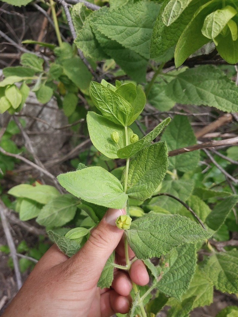 Ross' Pitcher Sage photo 8